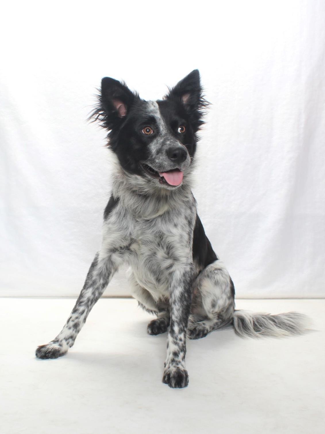 OZZIE, Adoptable, Young Male Australian Cattle Dog / Blue Heeler.