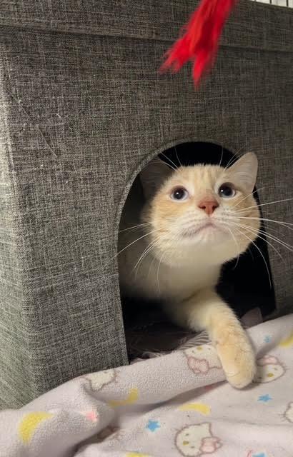 SAMMY SRRICHA, a Adoptable Domestic Short Hair in Ironwood, MI image 1/3