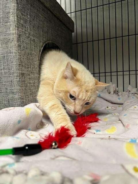 SAMMY SRRICHA, an adoptable Domestic Short Hair in Ironwood, MI, 49938 | Photo Image 3
