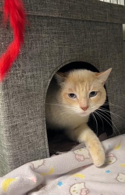 SAMMY SRRICHA, a Adoptable Domestic Short Hair in Ironwood, MI image 3/3