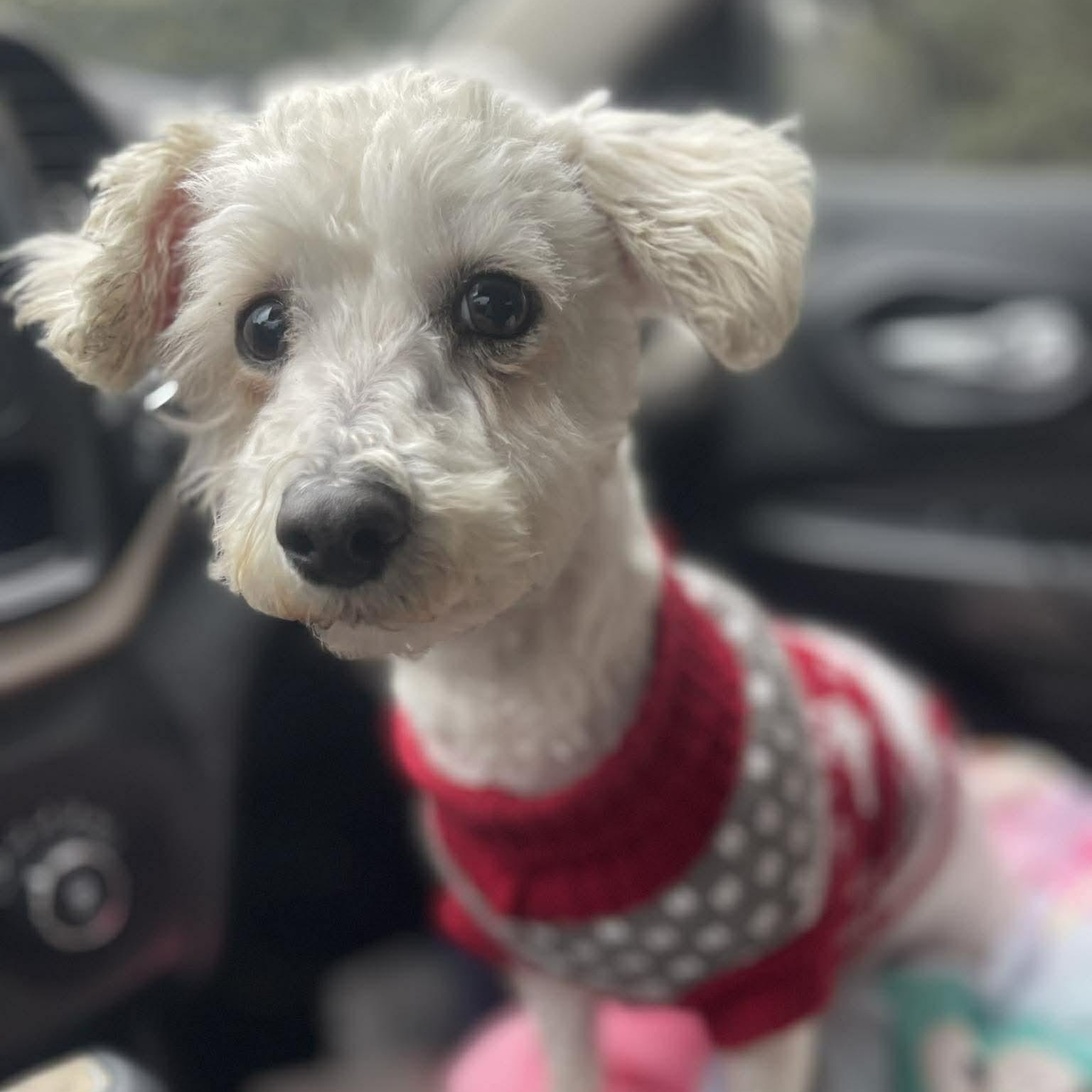 Enlarge LILLIAN 3 yrs 10 lbs, a Adoptable mixed breed in san diego, CA image 1/3