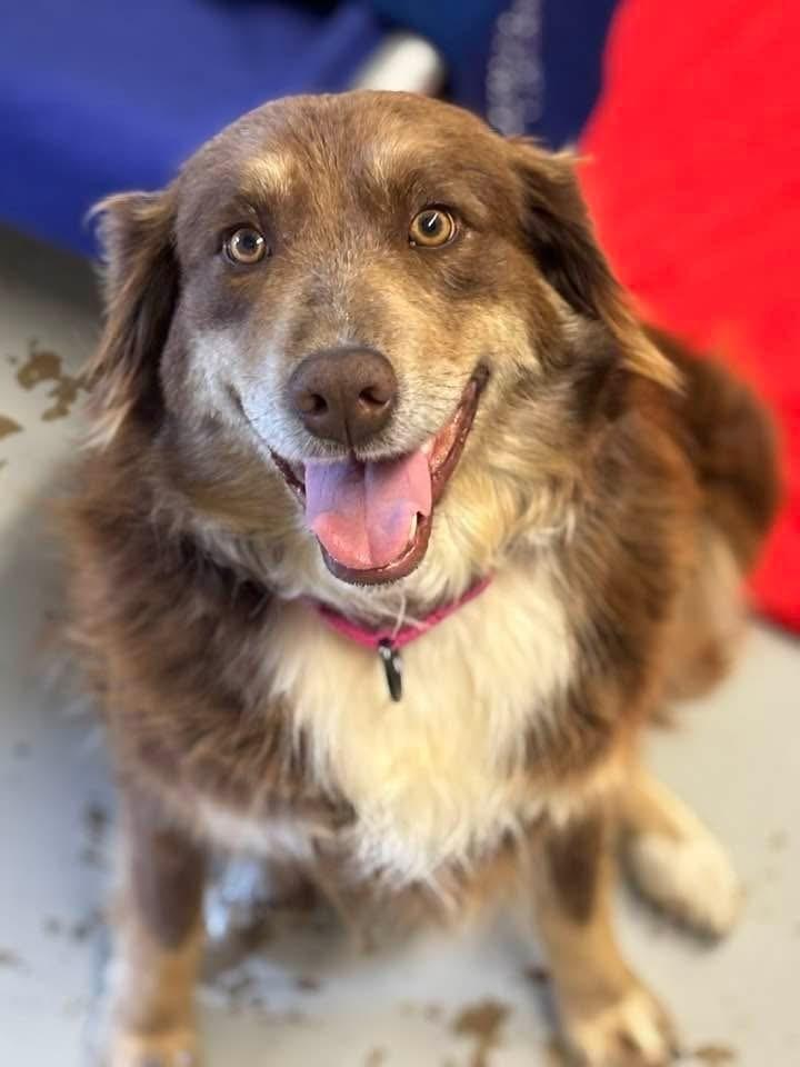 Rebel, Adoptable, Adult Female Australian Shepherd.