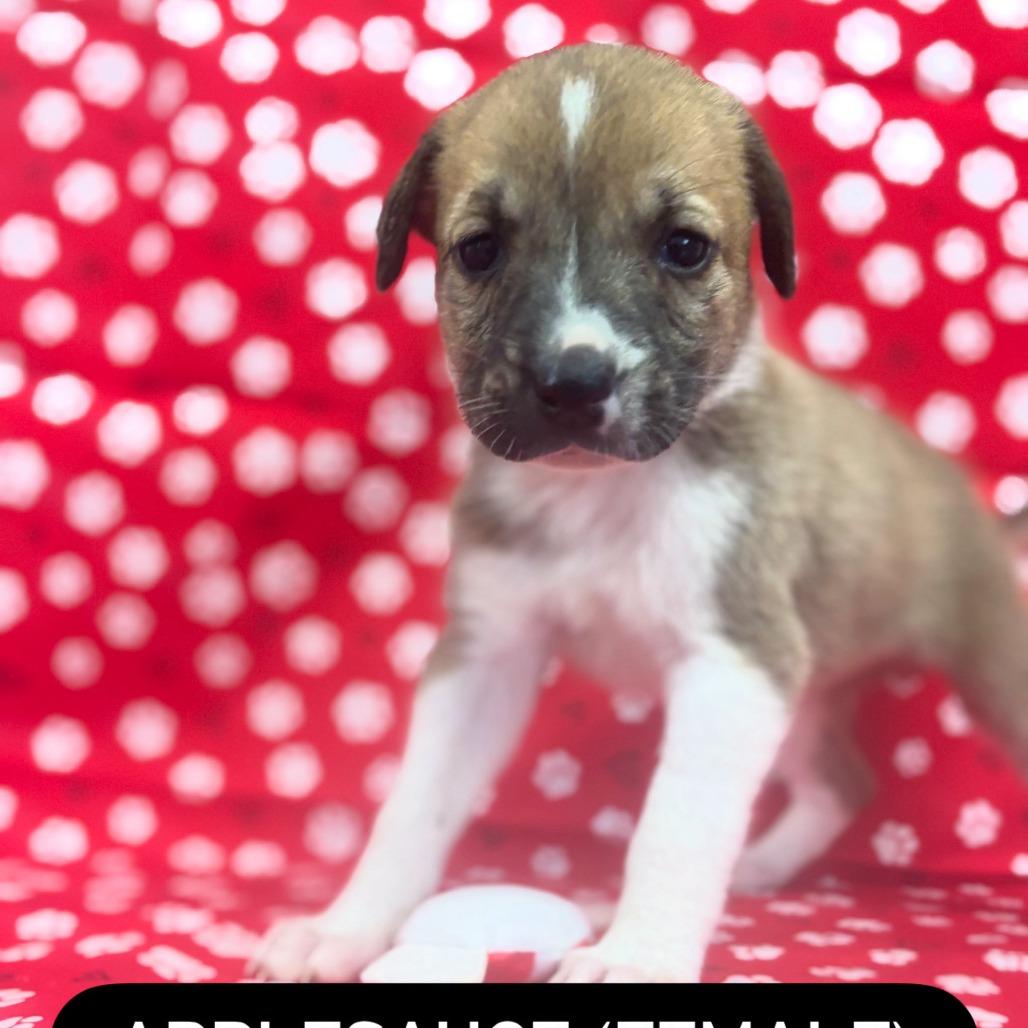 Applesauce, Adoptable, Puppy Female German Shepherd Dog & Mixed Breed.