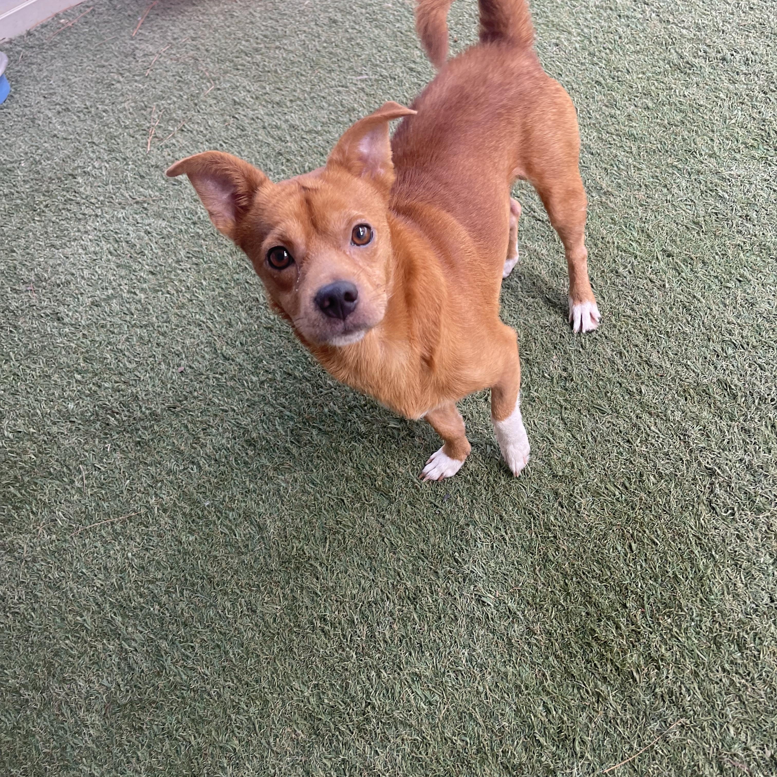 Enlarge Crockpot, a Adoptable mixed breed in Baton Rouge, LA image 3/5