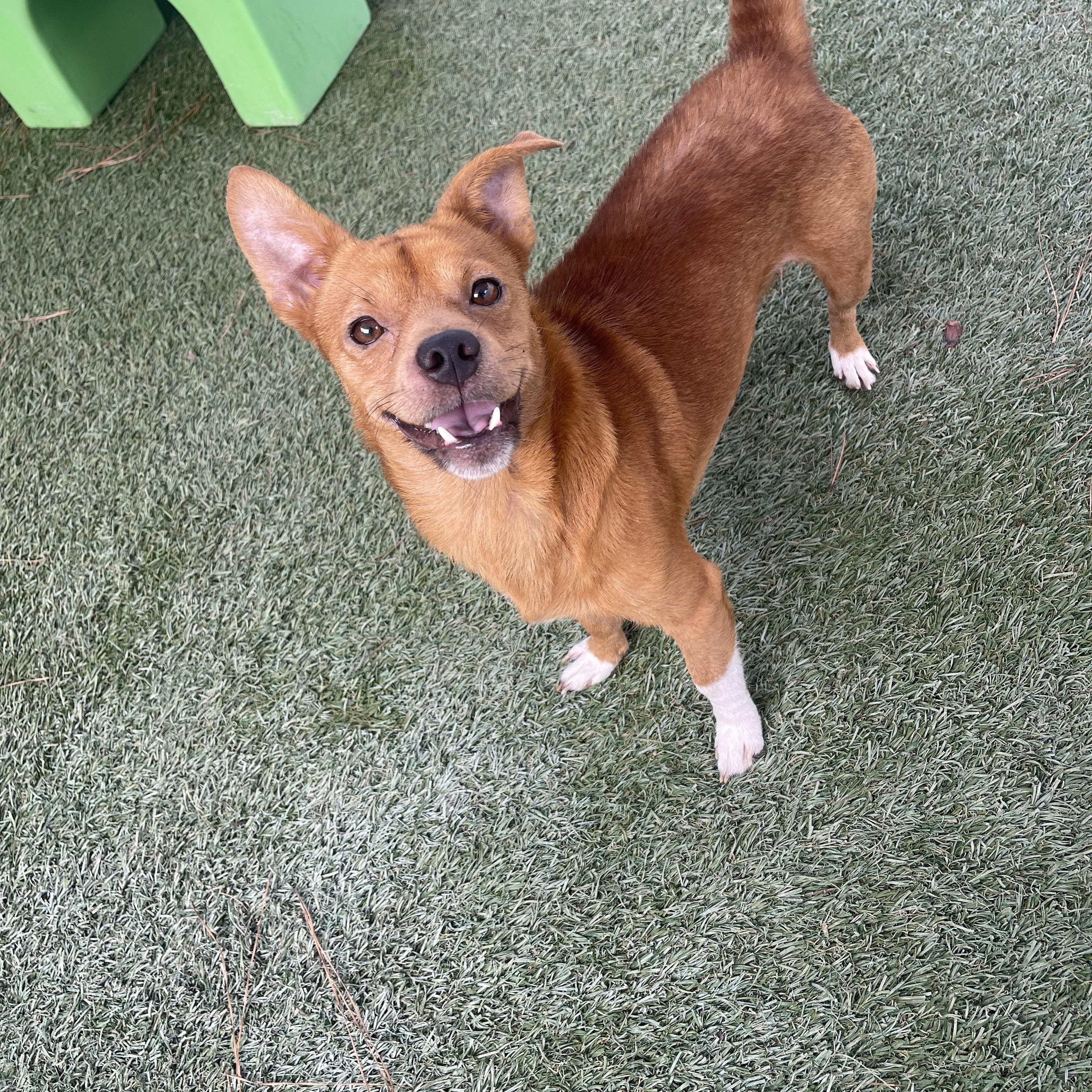 Enlarge Crockpot, a Adoptable mixed breed in Baton Rouge, LA image 1/5