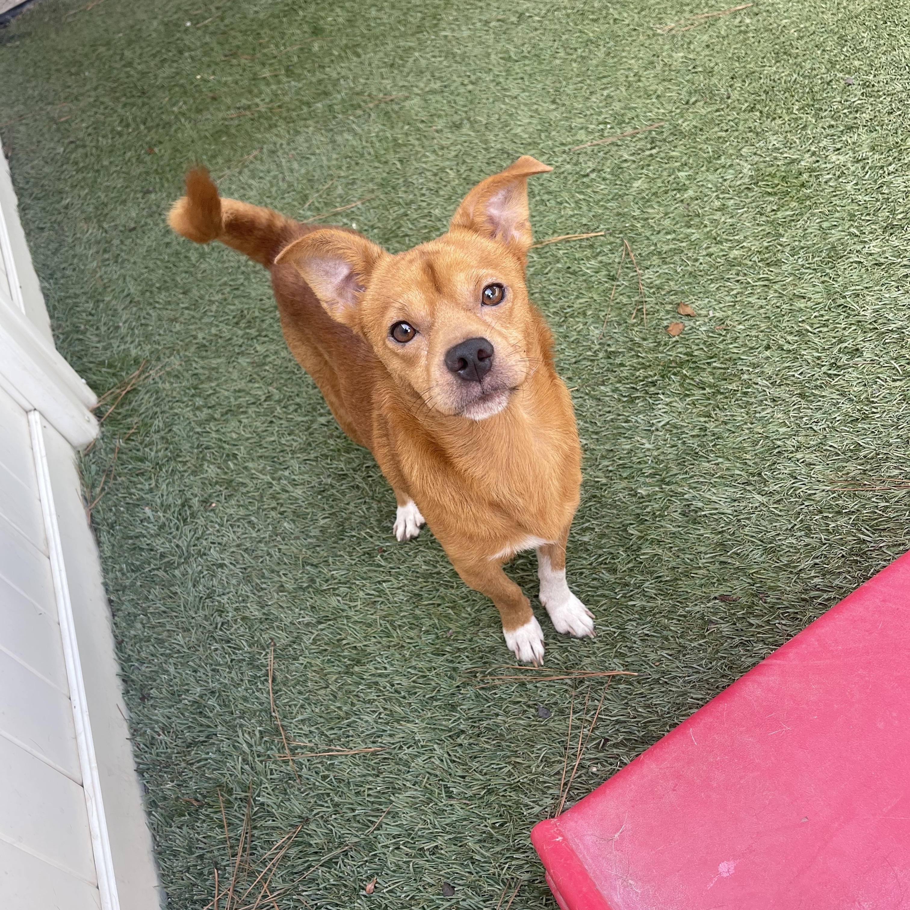 Enlarge Crockpot, a Adoptable mixed breed in Baton Rouge, LA image 5/5