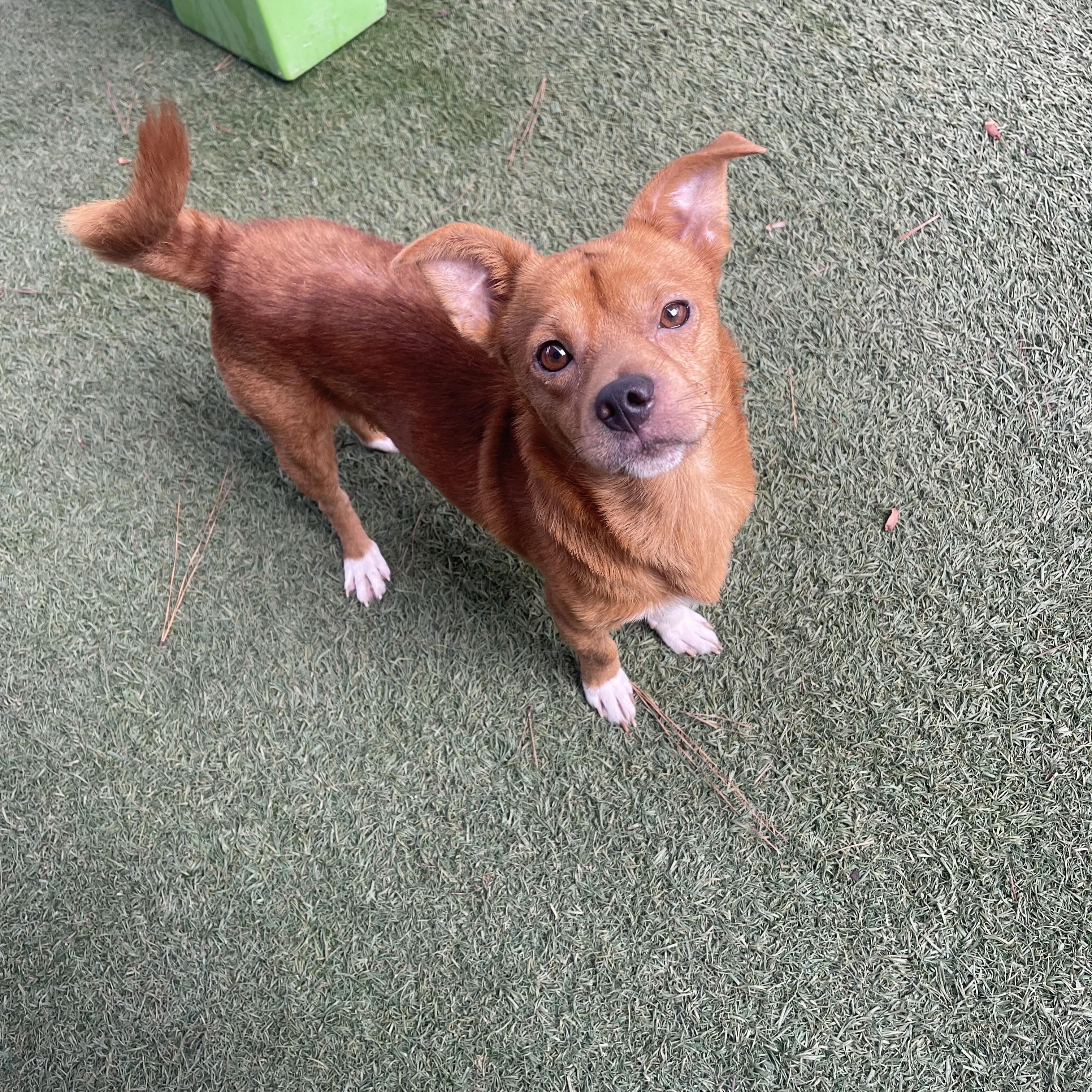 Enlarge Crockpot, a Adoptable mixed breed in Baton Rouge, LA image 2/5