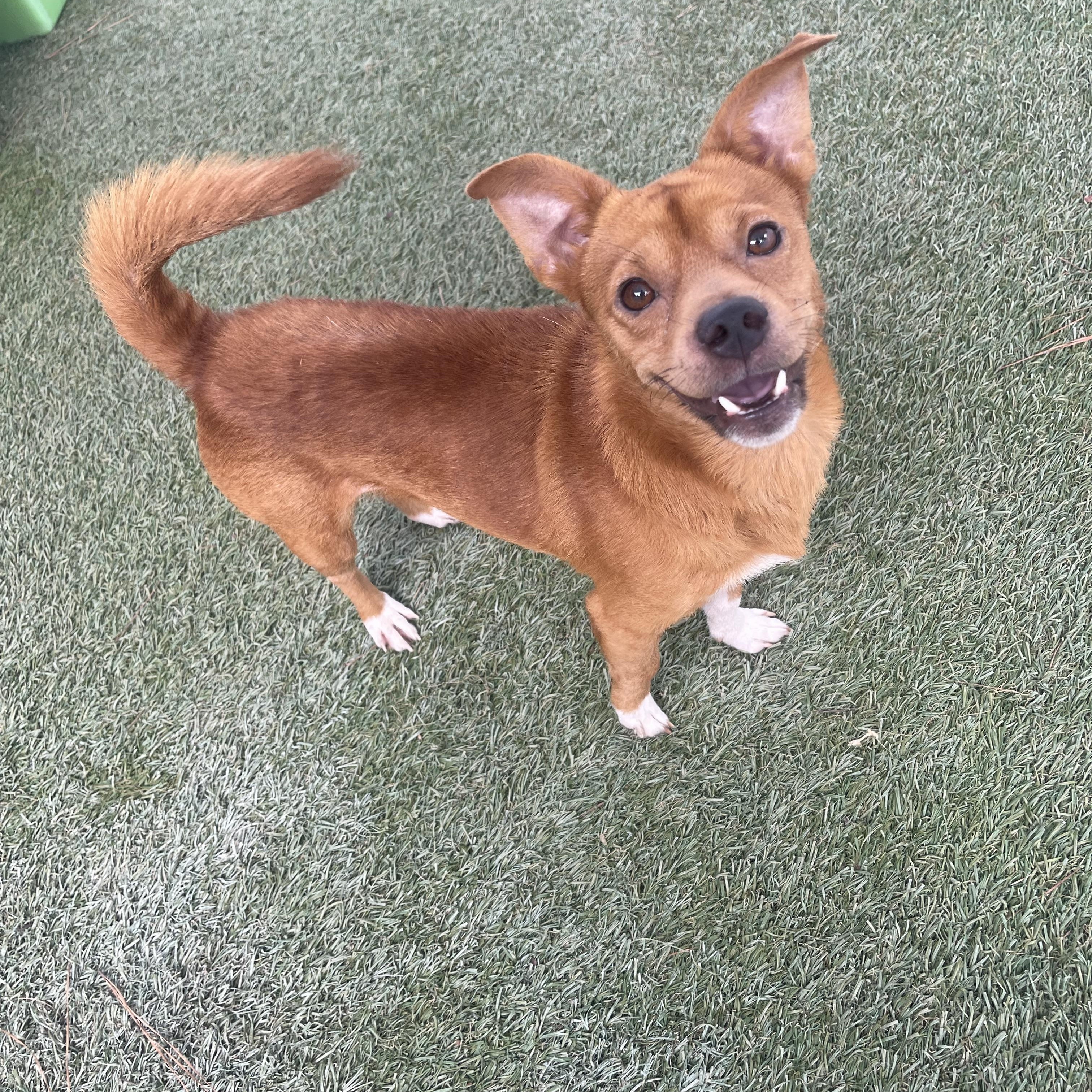 Enlarge Crockpot, a Adoptable mixed breed in Baton Rouge, LA image 4/5