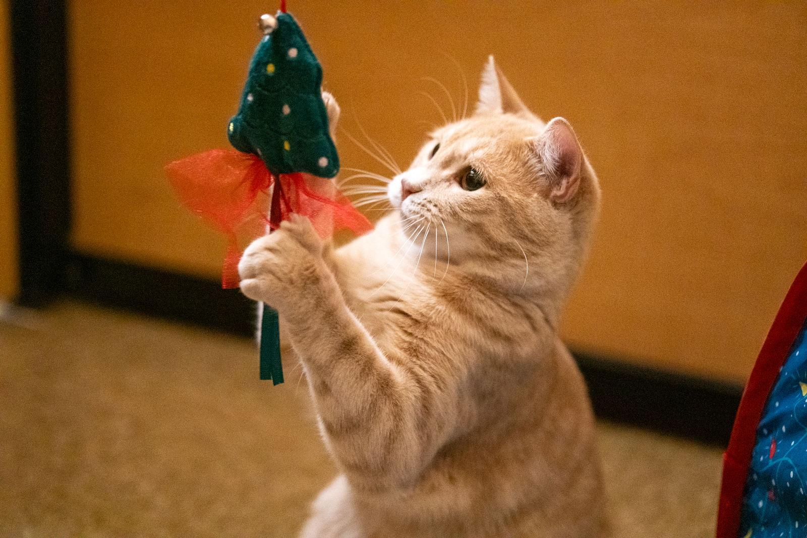 Abai, Adoptable, Young Male Domestic Short Hair.