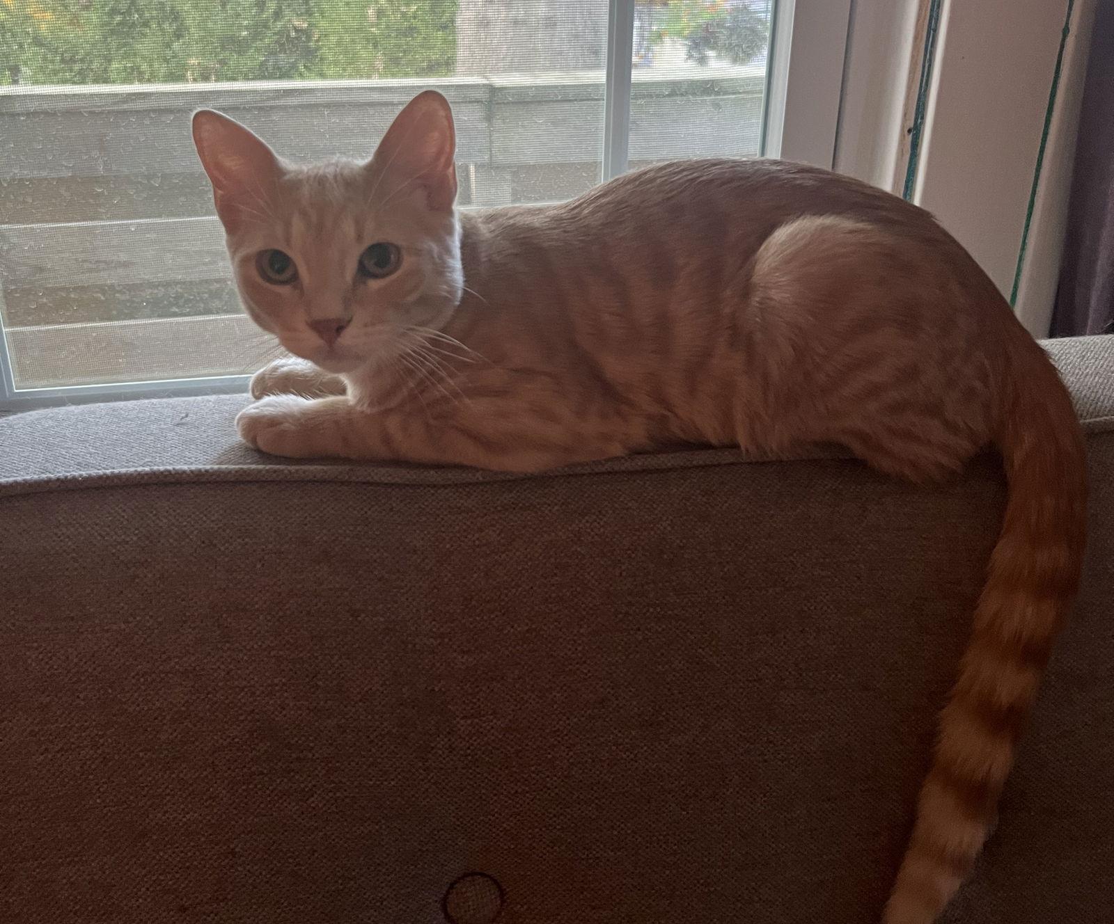 Abai, Adoptable, Young Male Domestic Short Hair.