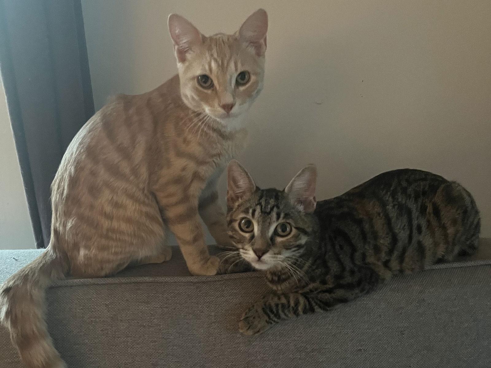 Enlarge Abai, a Adoptable Domestic Short Hair in Kansas City, MO image 2/2