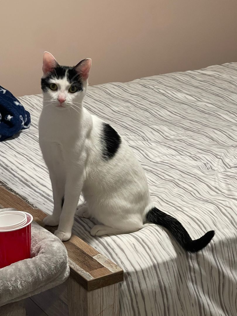 Enlarge Mochi, a Adoptable Domestic Short Hair in Orange, CA image 1/4