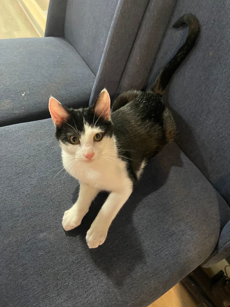 Enlarge Mochi, a Adoptable Domestic Short Hair in Orange, CA image 2/4