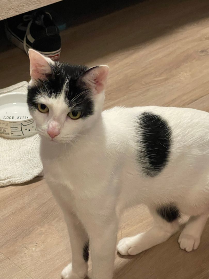 Enlarge Mochi, a Adoptable Domestic Short Hair in Orange, CA image 3/4