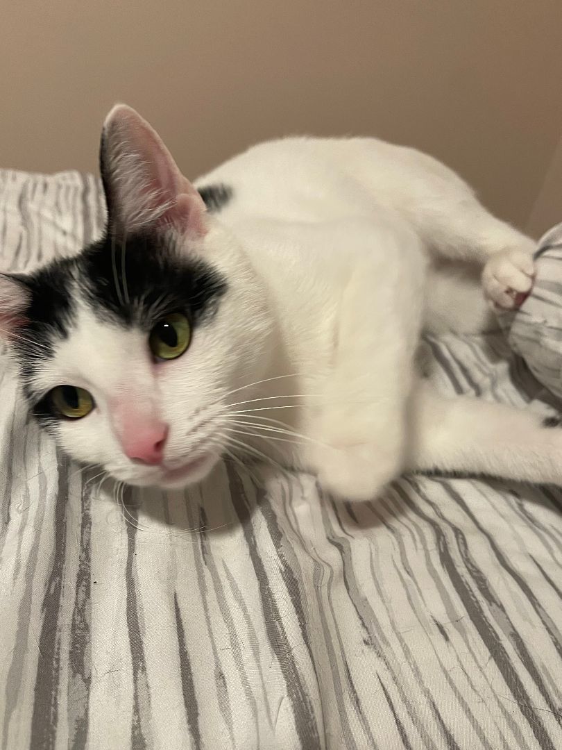 Enlarge Mochi, a Adoptable Domestic Short Hair in Orange, CA image 4/4