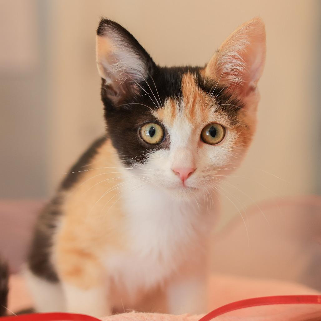 Brie — thumbnail 2