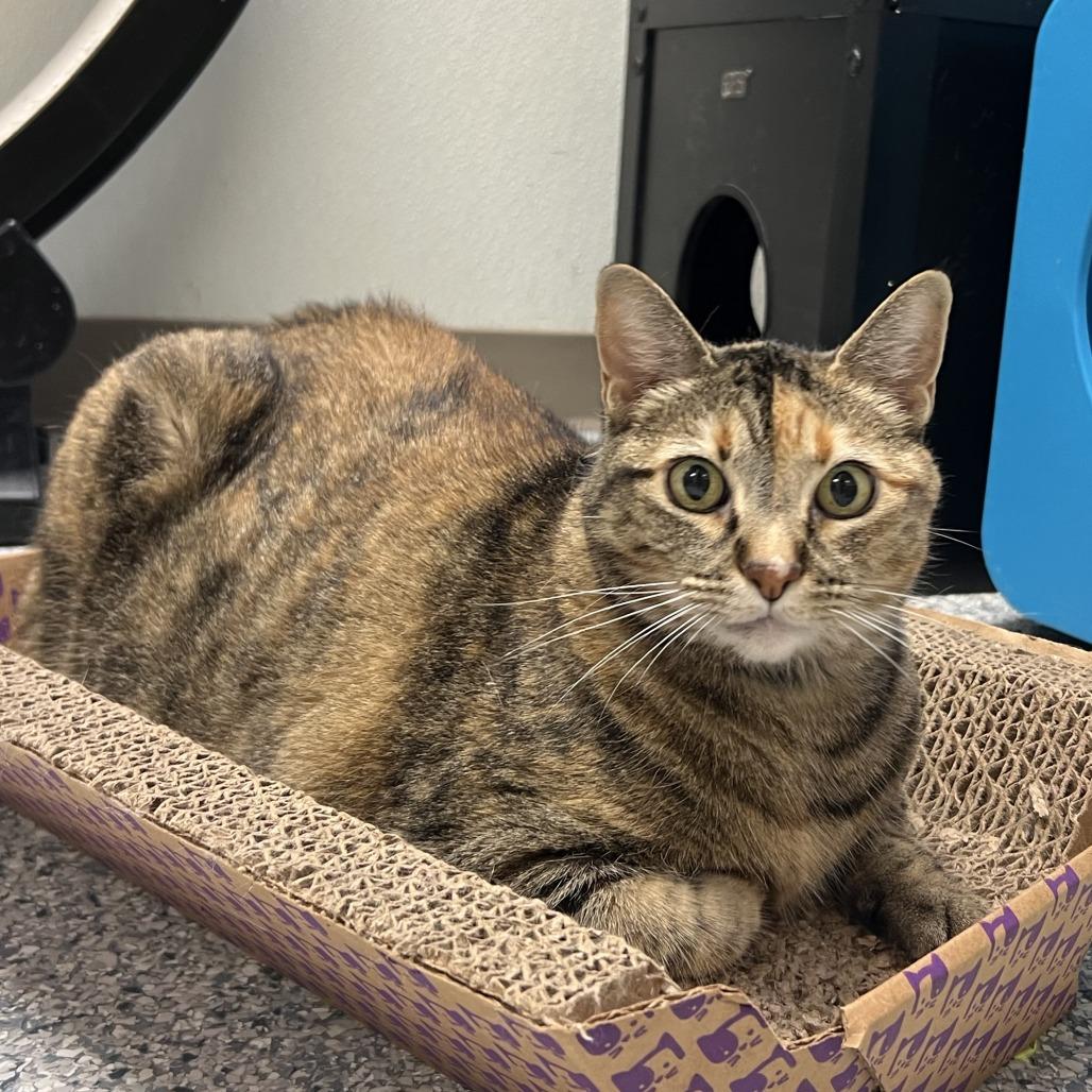 Sissy, a Adoptable Domestic Short Hair in Ottawa, KS image 1/4