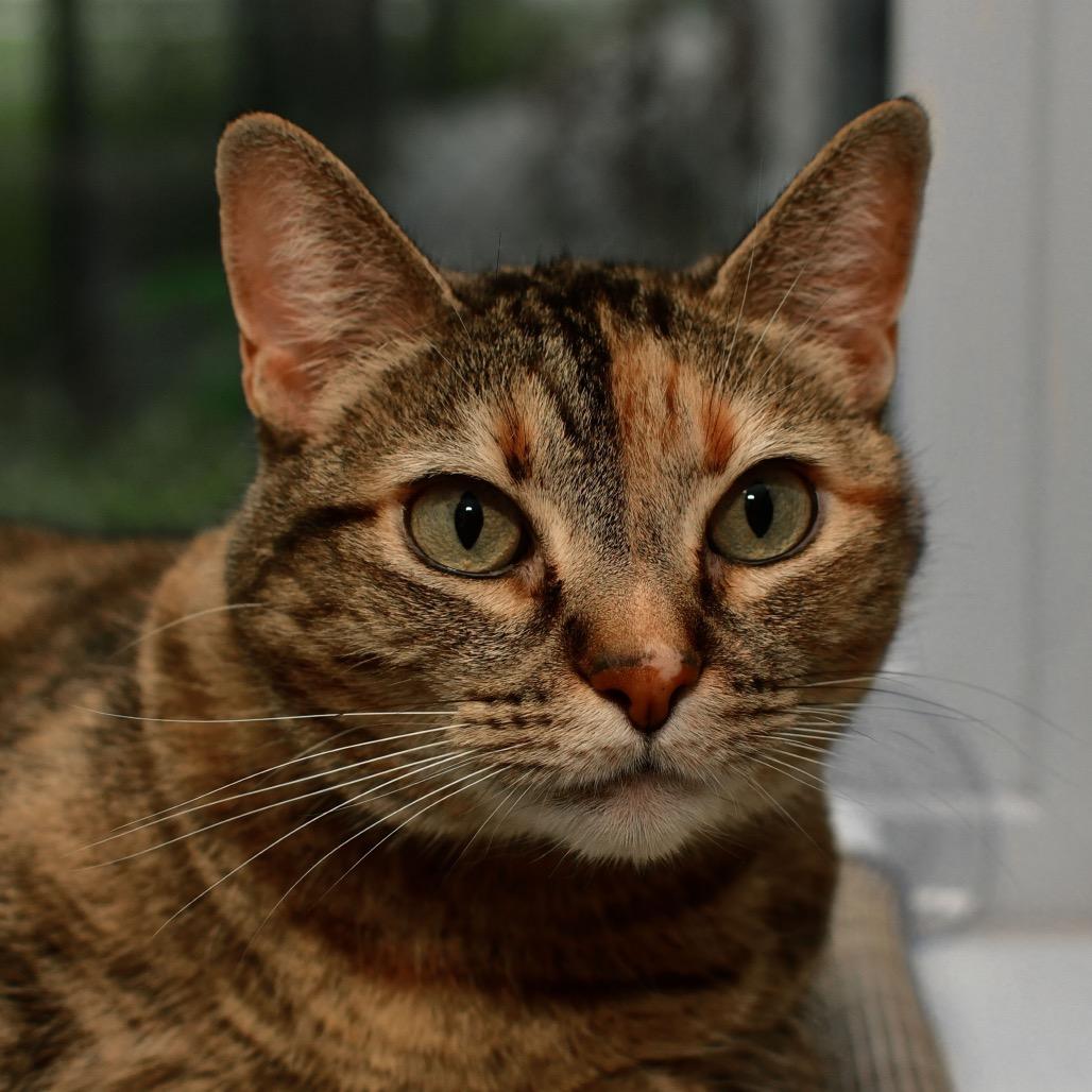 Sissy, a Adoptable Domestic Short Hair in Ottawa, KS image 2/4