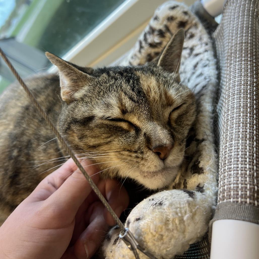 Sissy, a Adoptable Domestic Short Hair in Ottawa, KS image 3/4