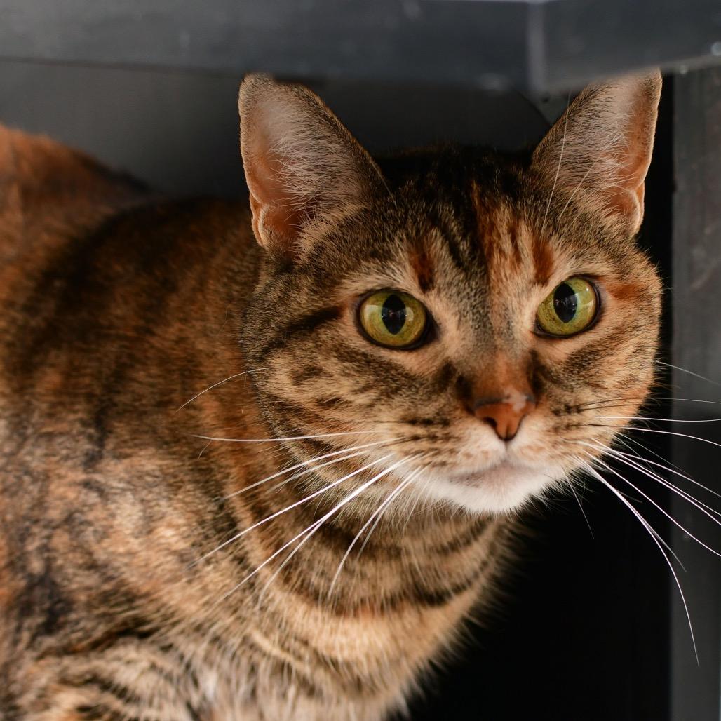 Sissy, a Adoptable Domestic Short Hair in Ottawa, KS image 1/2