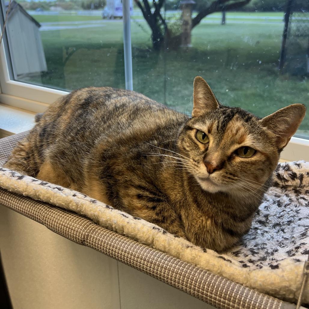 Sissy, a Adoptable Domestic Short Hair in Ottawa, KS image 4/4