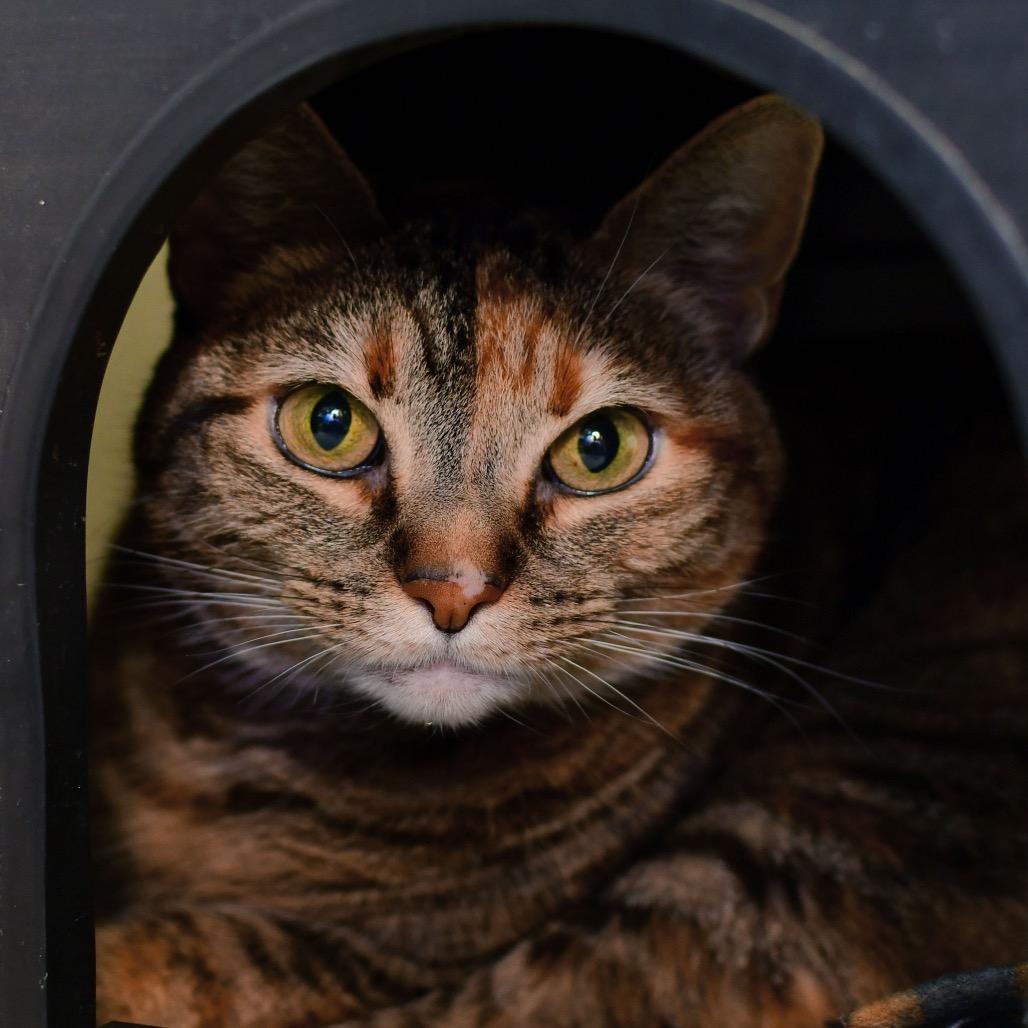 Sissy, Adoptable, Adult Female Domestic Short Hair.