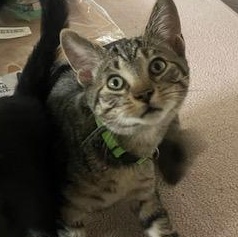 Fudge CONFIDENT FUNNY BIG TALKER SOCIAL BUTTERFLY, Baby Male unknown