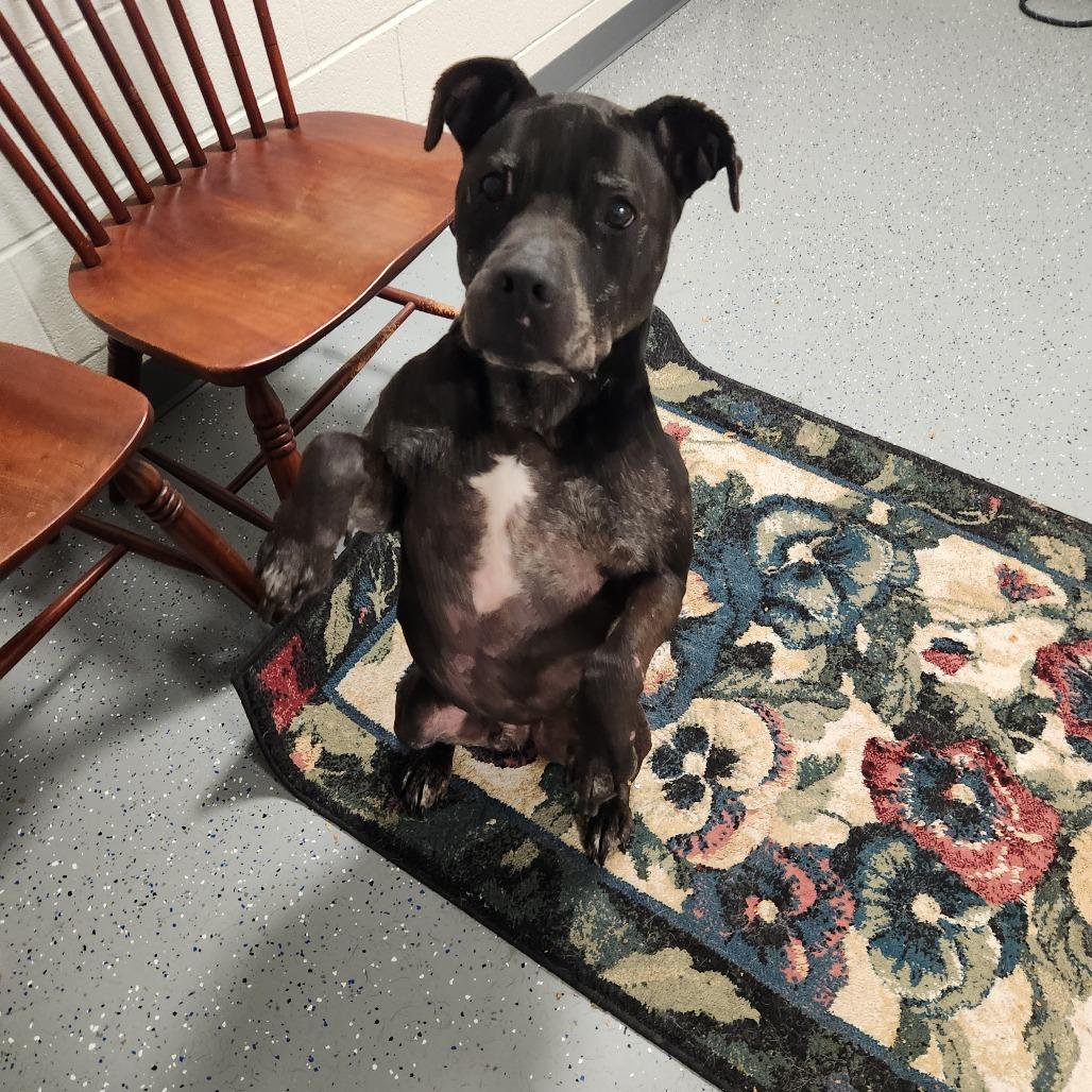 Enlarge Axel, a Adoptable Pit Bull Terrier in Danville, KY image 1/6