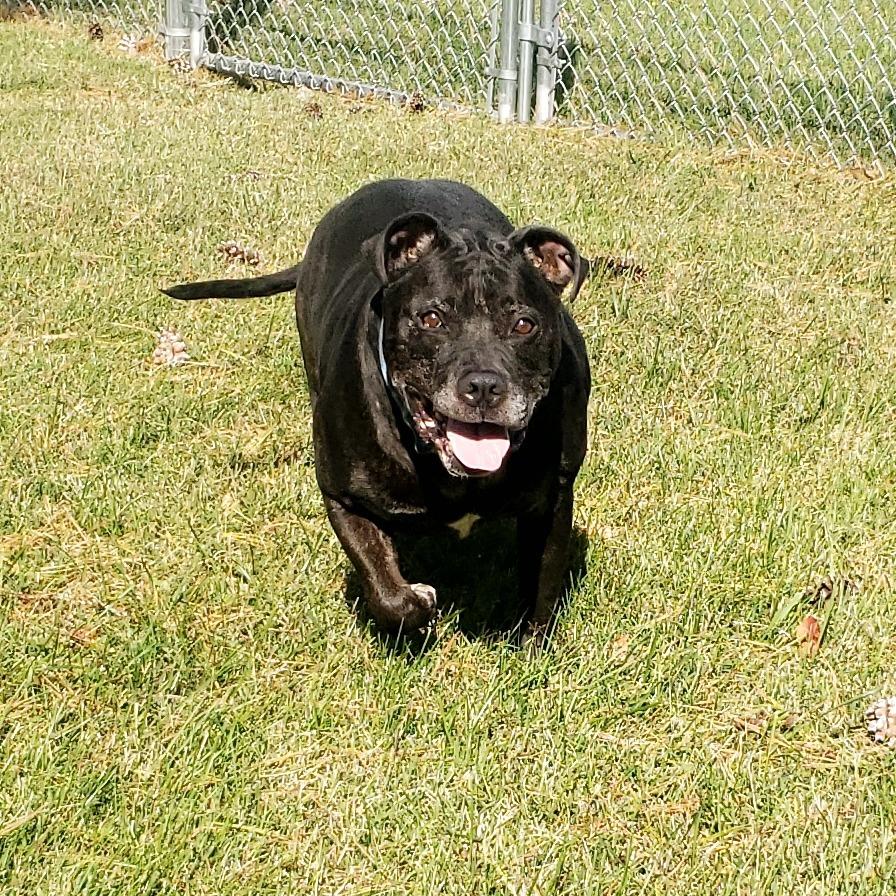 Enlarge Axel, a Adoptable Pit Bull Terrier in Danville, KY image 1/4