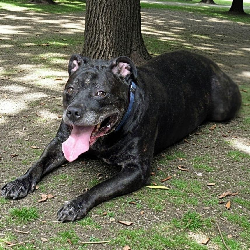 Enlarge Axel, a Adoptable Pit Bull Terrier in Danville, KY image 2/4