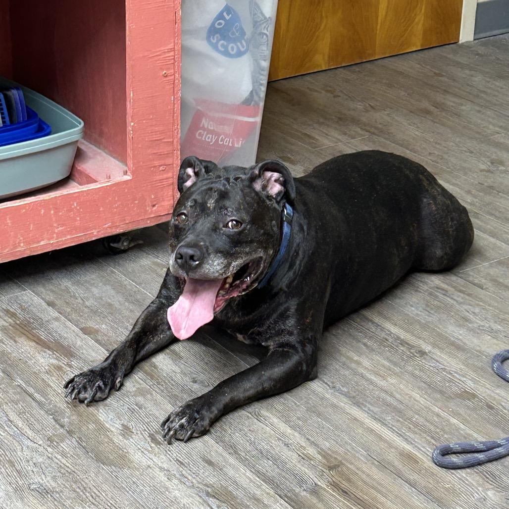 Enlarge Axel, a Adoptable Pit Bull Terrier in Danville, KY image 2/4