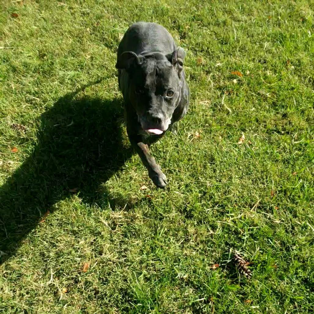 Enlarge Axel, a Adoptable Pit Bull Terrier in Danville, KY image 3/4