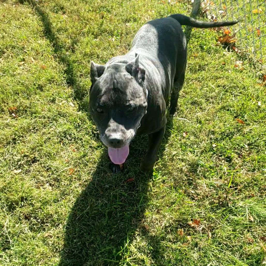 Enlarge Axel, a Adoptable Pit Bull Terrier in Danville, KY image 4/4