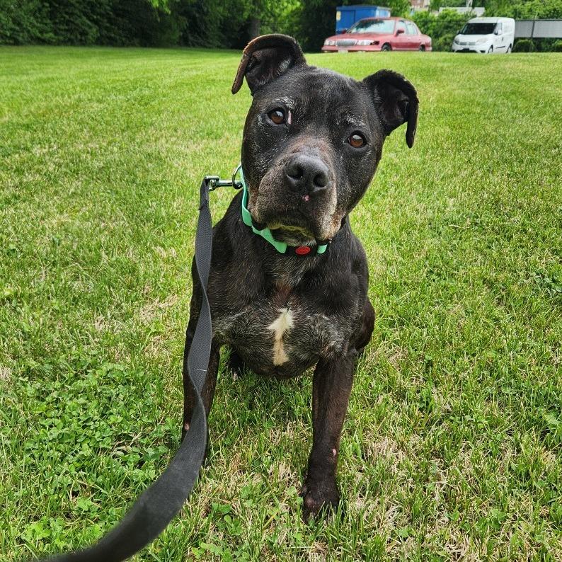 Enlarge Axel, a Adoptable Pit Bull Terrier in Danville, KY image 6/6
