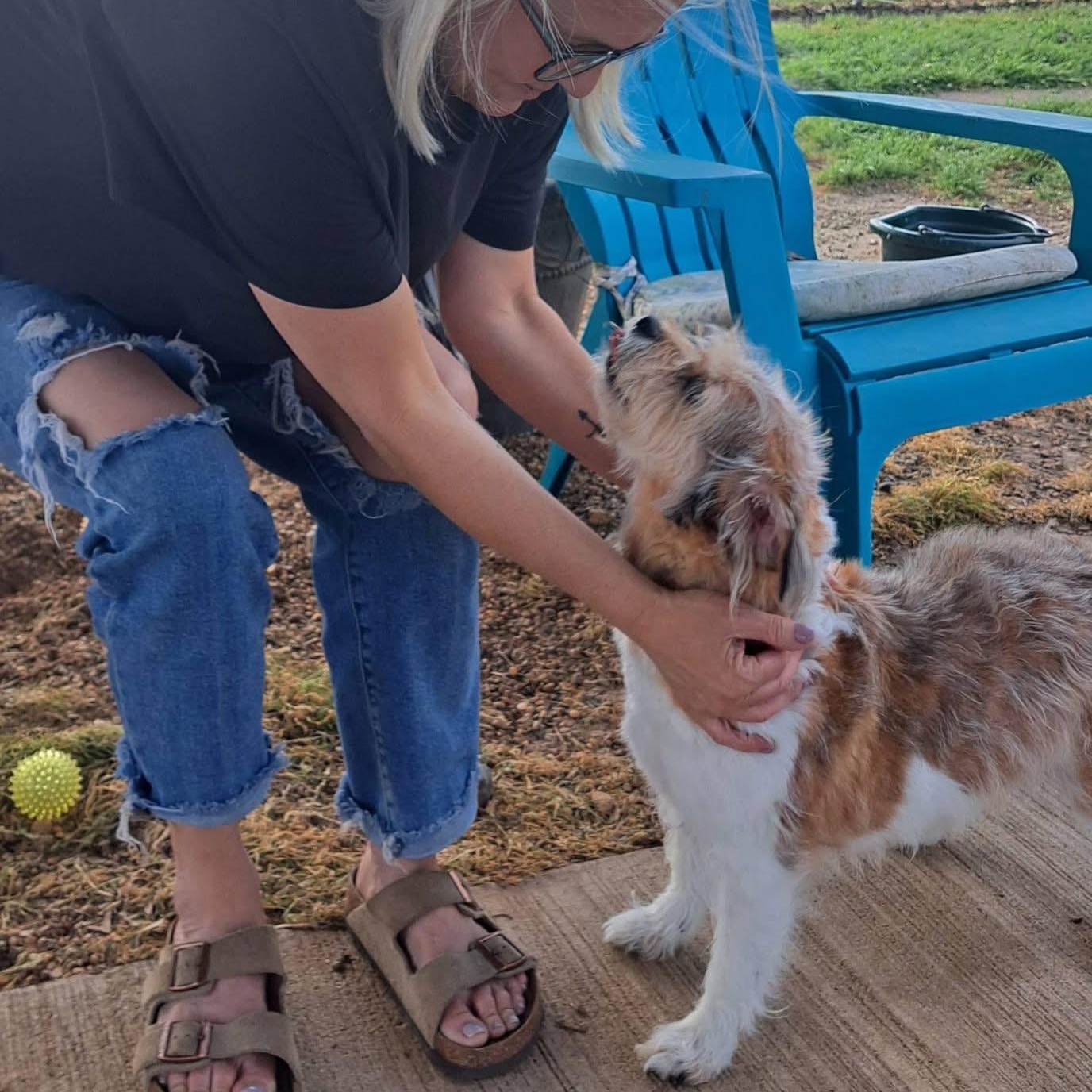 Jace , an adopted mixed breed in Southaven , MS image 2/3