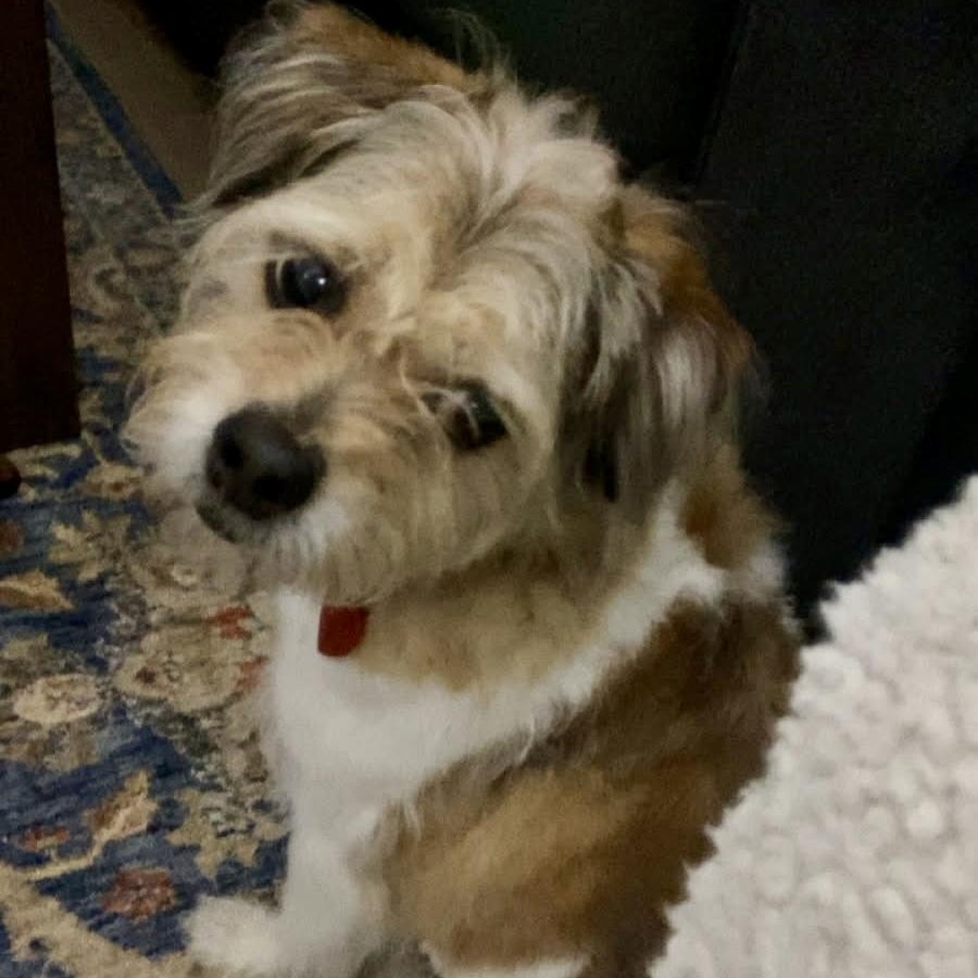 Jace , an adopted mixed breed in Southaven , MS image 1/3