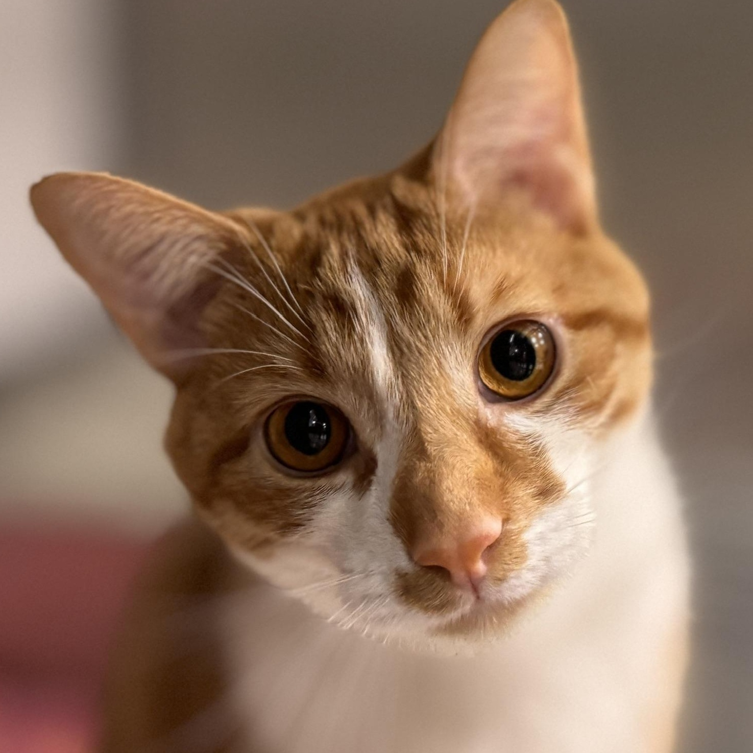 BeeBee ~ Adopted 12/28/24