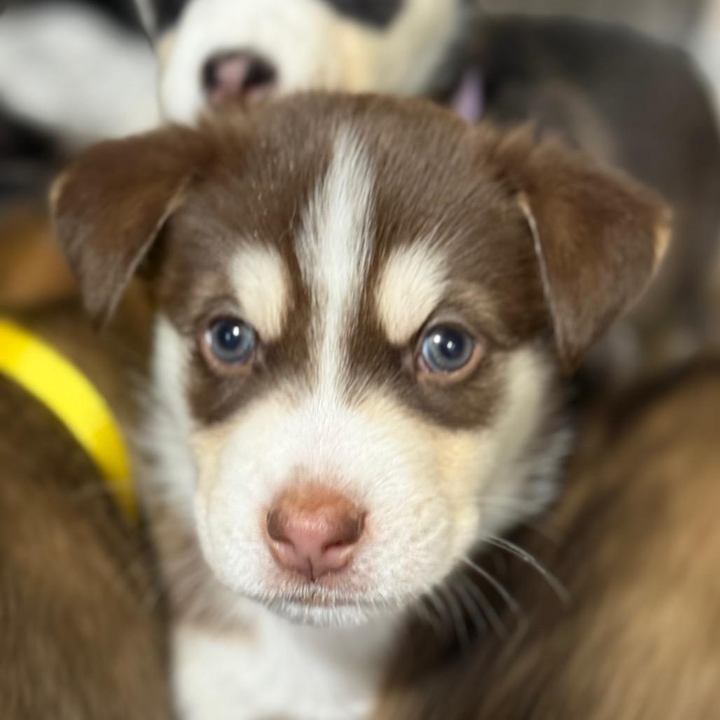 Peak Puppy 1, Adoptable, Puppy Male Husky & Mixed Breed.