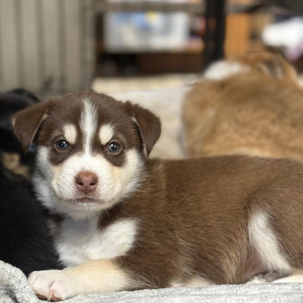 Enlarge Peak Puppy 1, a Adoptable mixed breed in Bellingham, WA image 2/2