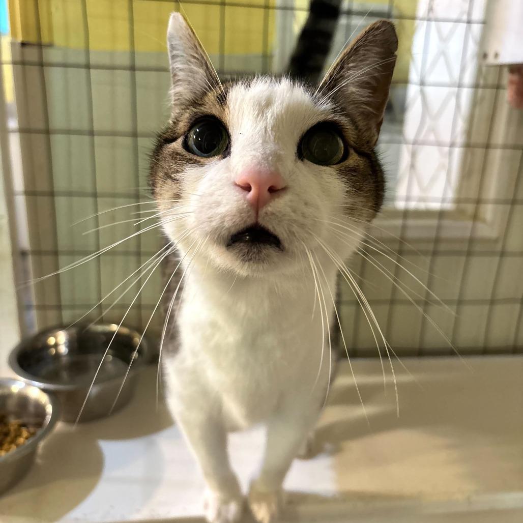 Enlarge Phaun, a Adoptable Domestic Short Hair in Carencro, LA image 1/5