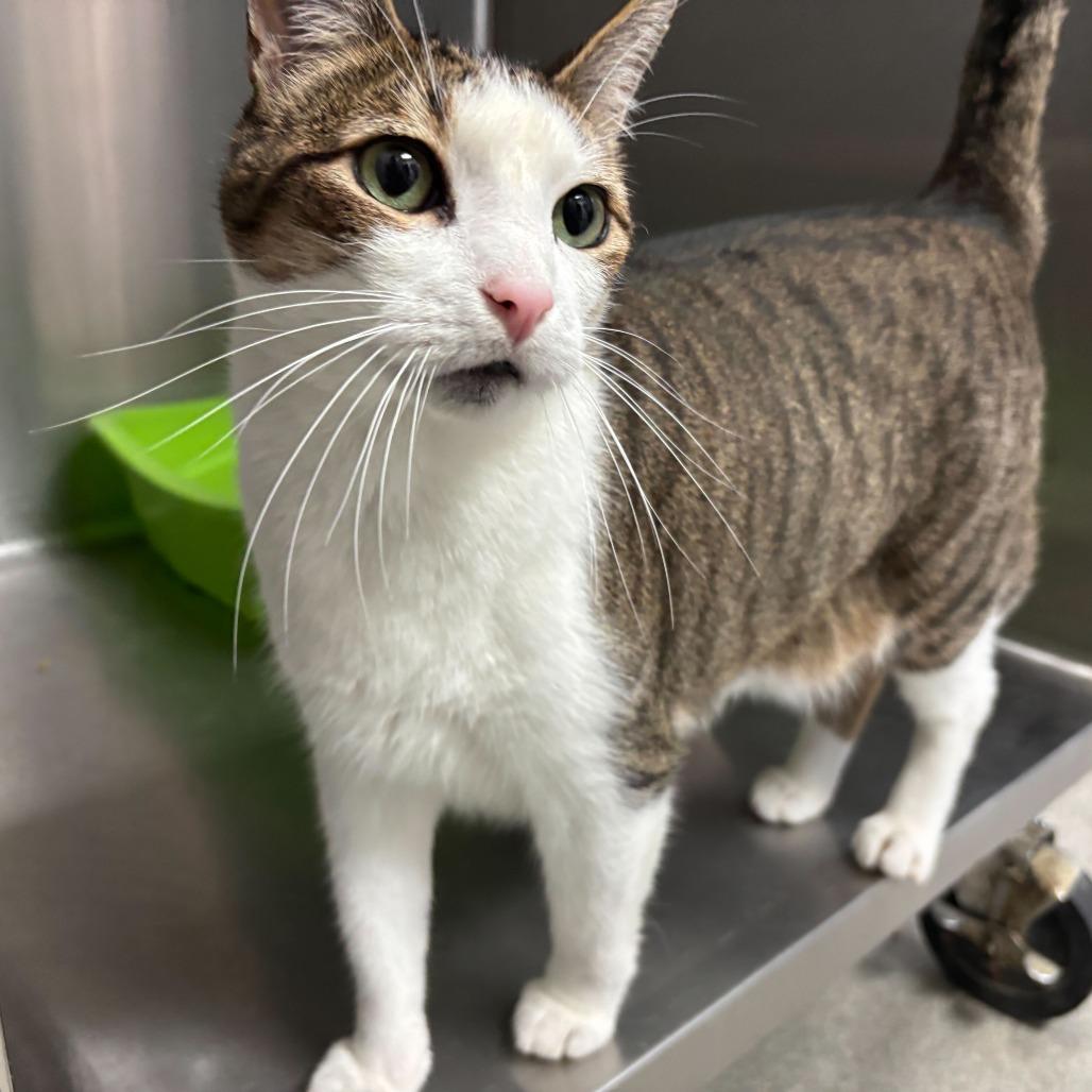 Enlarge Phaun, a Adoptable Domestic Short Hair in Carencro, LA image 2/5