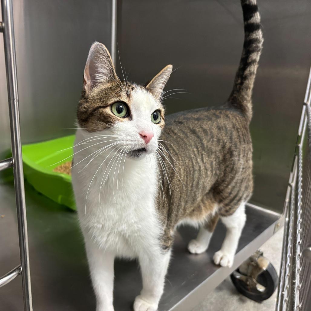 Enlarge Phaun, a Adoptable Domestic Short Hair in Carencro, LA image 3/5