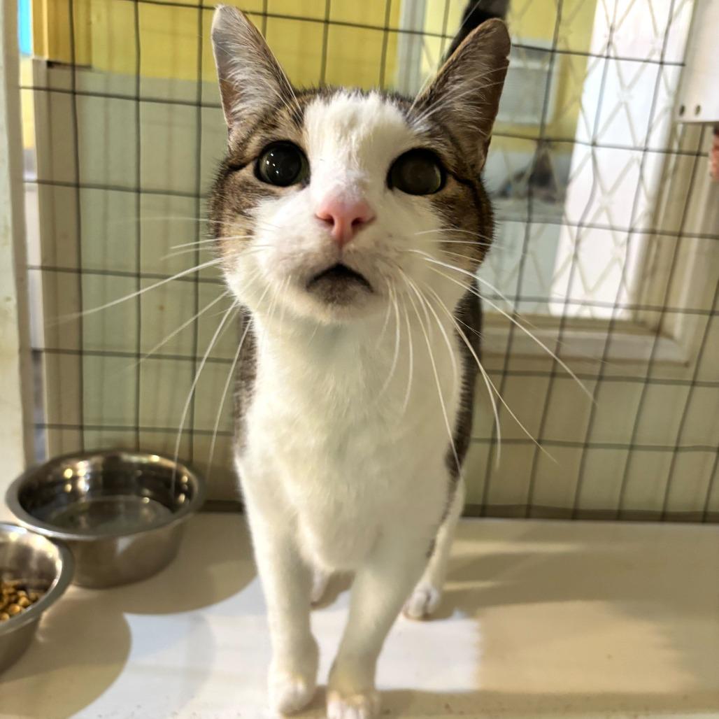 Enlarge Phaun, a Adoptable Domestic Short Hair in Carencro, LA image 4/5