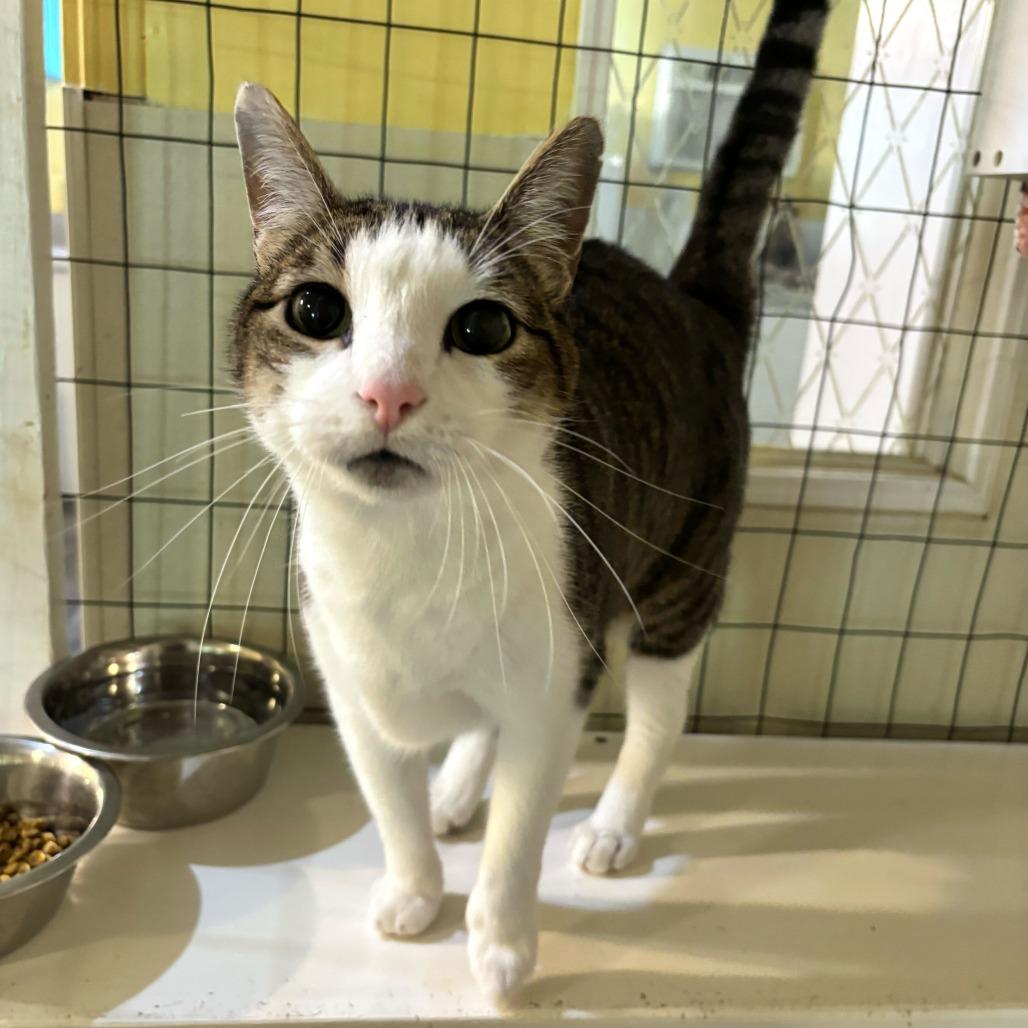 Enlarge Phaun, a Adoptable Domestic Short Hair in Carencro, LA image 5/5