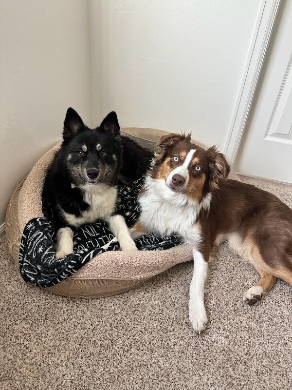 Diamond, Adoptable, Young Female Alaskan Malamute & Australian Shepherd.