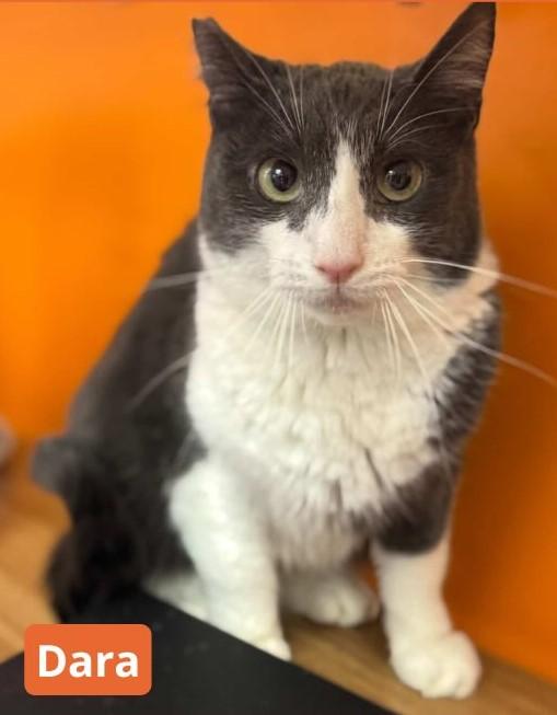 Dara, ADOPTABLE, Young Female Domestic Short Hair.