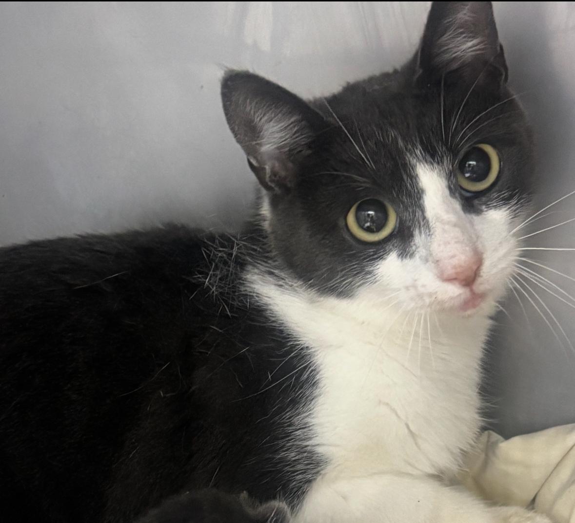 Enlarge Dara, a ADOPTABLE Domestic Short Hair in North Haven, CT image 2/2