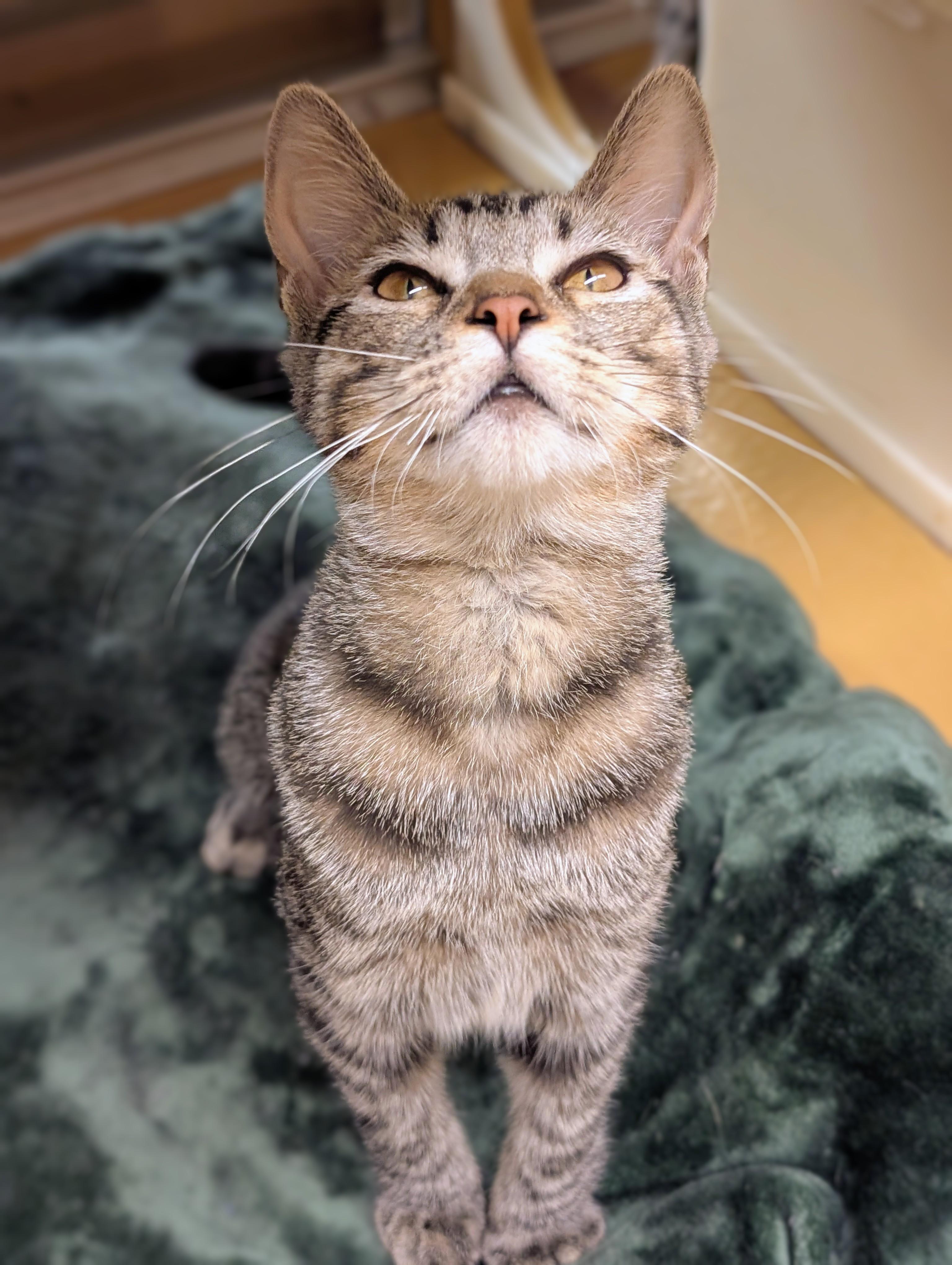 Enlarge Titania, a Adoptable mixed breed in Hagerstown, MD image 5/5