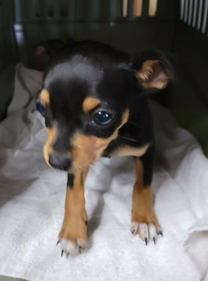 Glenda, adopted, Puppy Female Chihuahua.