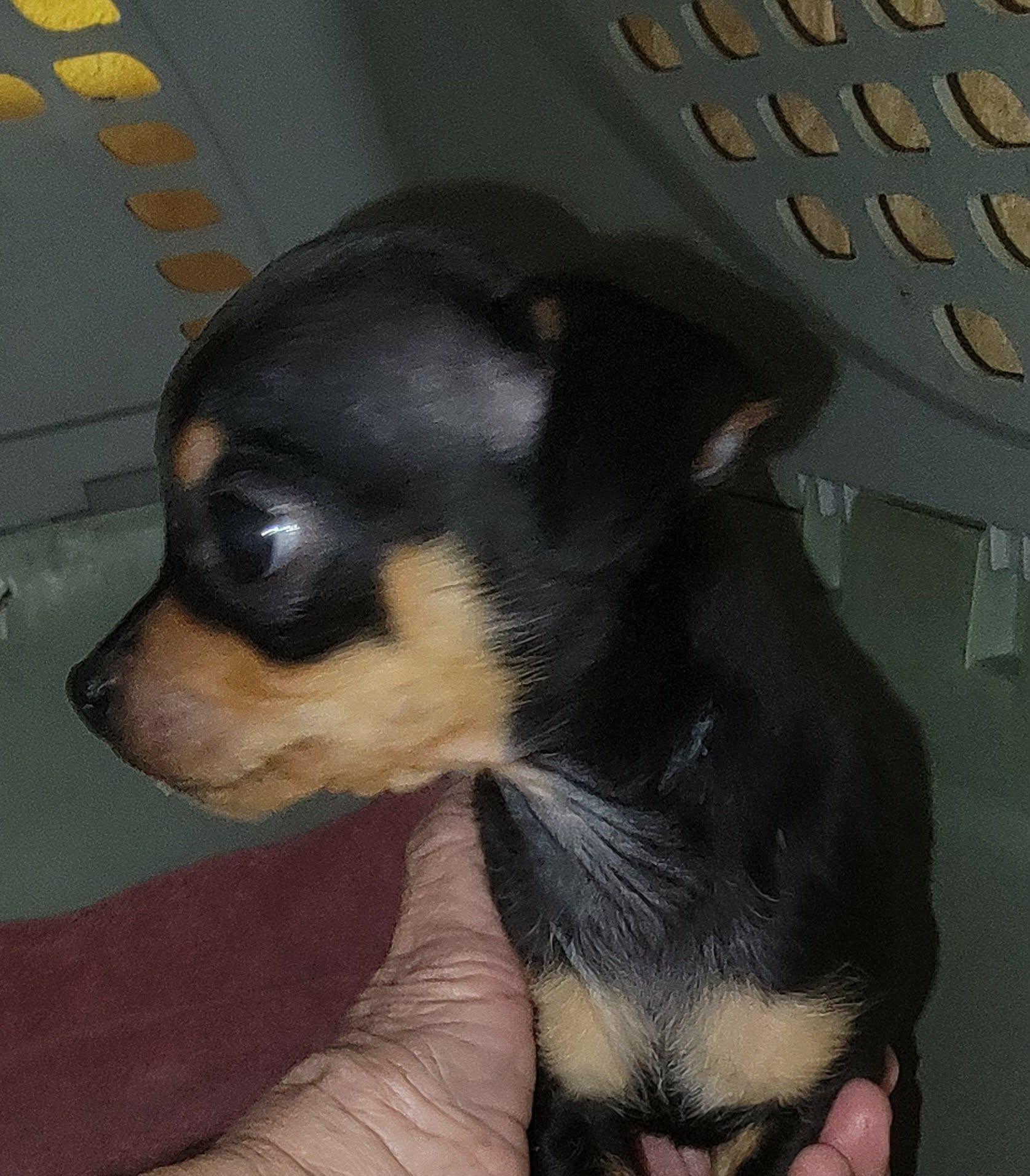 Glenda, an adopted Chihuahua in Van Alstyne, TX image 2/3
